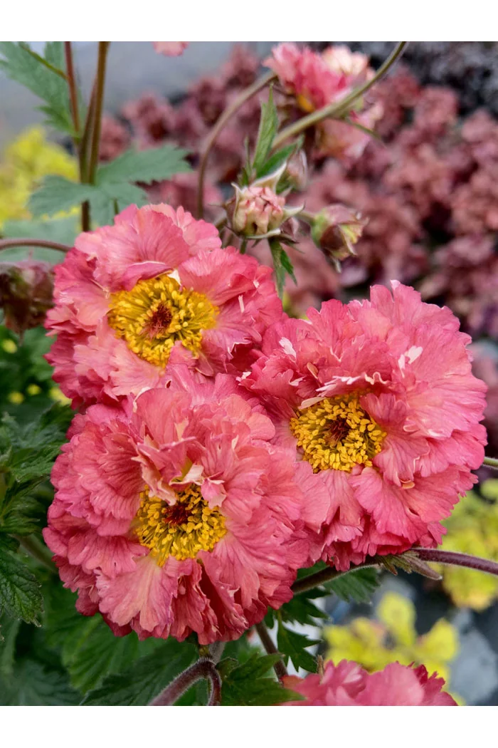 Kuklik 'Bohema Pink' | Geum