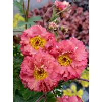Kuklik 'Bohema Pink' | Geum
