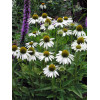 Jeżówka purpurowa 'White Swan' | Echinacea purpurea