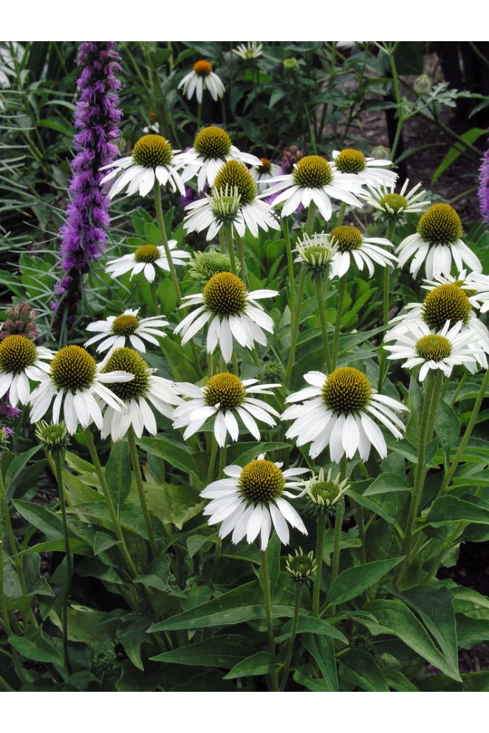 Jeżówka purpurowa 'White Swan' | Echinacea purpurea