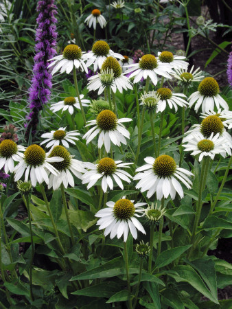 Jeżówka purpurowa 'White Swan' | Echinacea purpurea