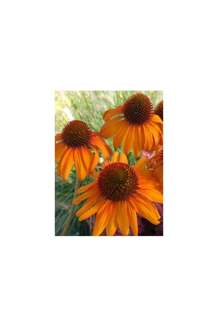 Jeżówka 'Tiki Torch' Echinacea
