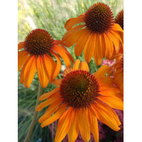 Jeżówka 'Tiki Torch' Echinacea