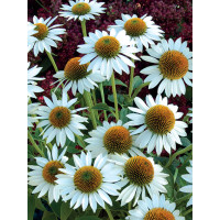 Jeżówka 'Avalanche' Echinacea