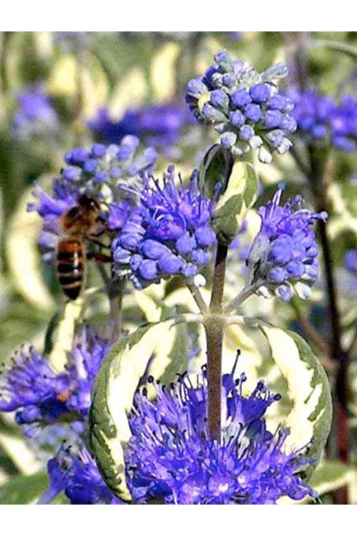 Barbula 'White Surprise' Caryopteris × clandonensis