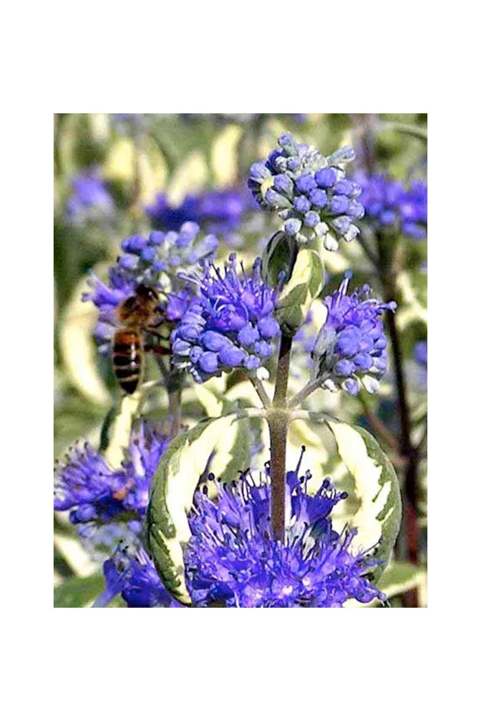 Barbula 'White Surprise' Caryopteris × clandonensis