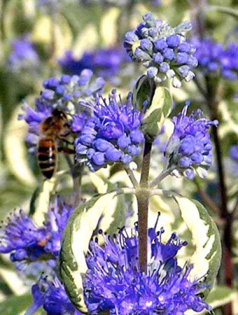Barbula 'White Surprise' Caryopteris × clandonensis