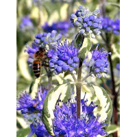 Barbula 'White Surprise' Caryopteris × clandonensis