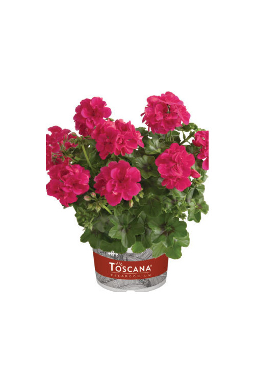 Pelargonia bluszczolistna 'Josina' (odmiana półpełna)