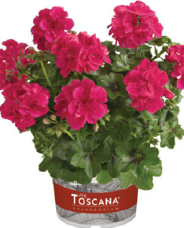 Pelargonia bluszczolistna 'Josina' (odmiana półpełna)