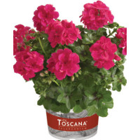 Pelargonia bluszczolistna 'Josina' (odmiana półpełna)