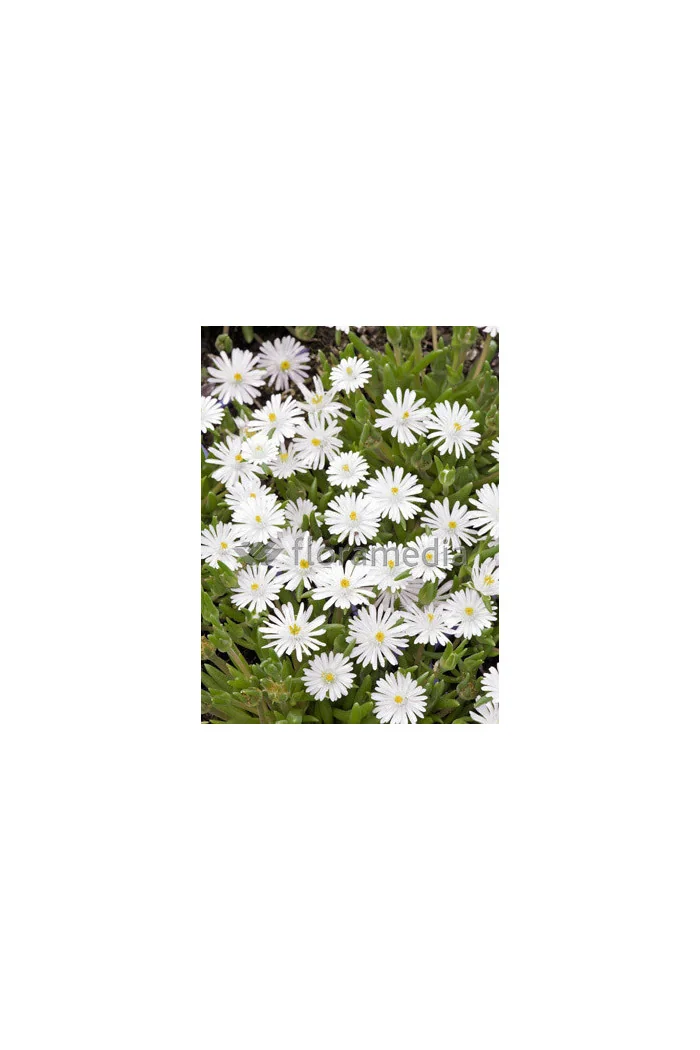 Słonecznica 'Alba' | Delosperma