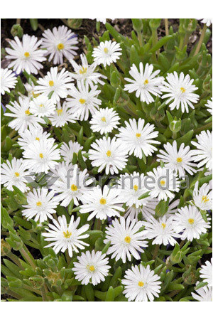 Słonecznica 'Alba' | Delosperma