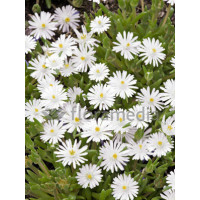 Słonecznica 'Alba' | Delosperma