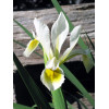 Kosaciec (Irys) żółtawy Iris ochroleuca