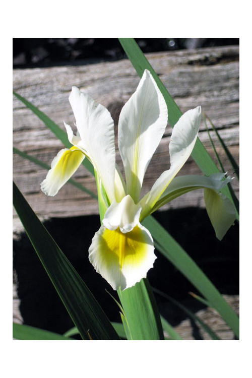 Kosaciec (Irys) żółtawy Iris ochroleuca