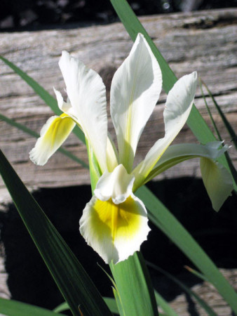 Kosaciec (Irys) żółtawy Iris ochroleuca