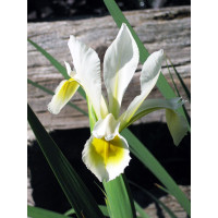 Kosaciec (Irys) żółtawy Iris ochroleuca
