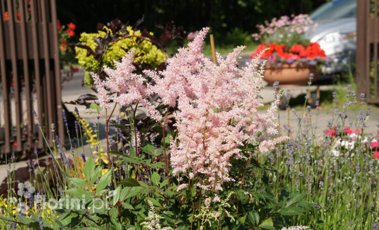 Tawułka japońska 'Peach Blossom' | Astilbe japonica