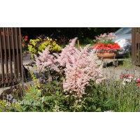 Tawułka japońska 'Peach Blossom' | Astilbe japonica