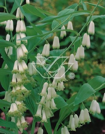 Kokoryczka miniaturowa | Polygonatum humile