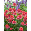 Jeżówka 'Supreme Flamingo' Echinacea