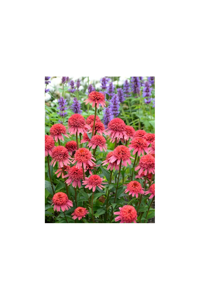 Jeżówka 'Supreme Flamingo' Echinacea
