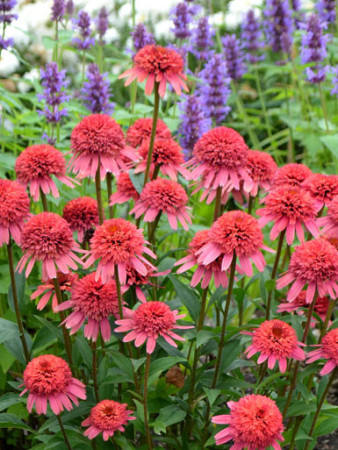 Jeżówka 'Supreme Flamingo' Echinacea