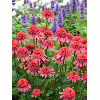 Jeżówka 'Supreme Flamingo' Echinacea