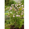 Żylistek mieszańcowy 'Mont Rose' | Deutzia hybrida