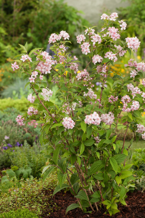 Żylistek mieszańcowy 'Mont Rose' | Deutzia hybrida