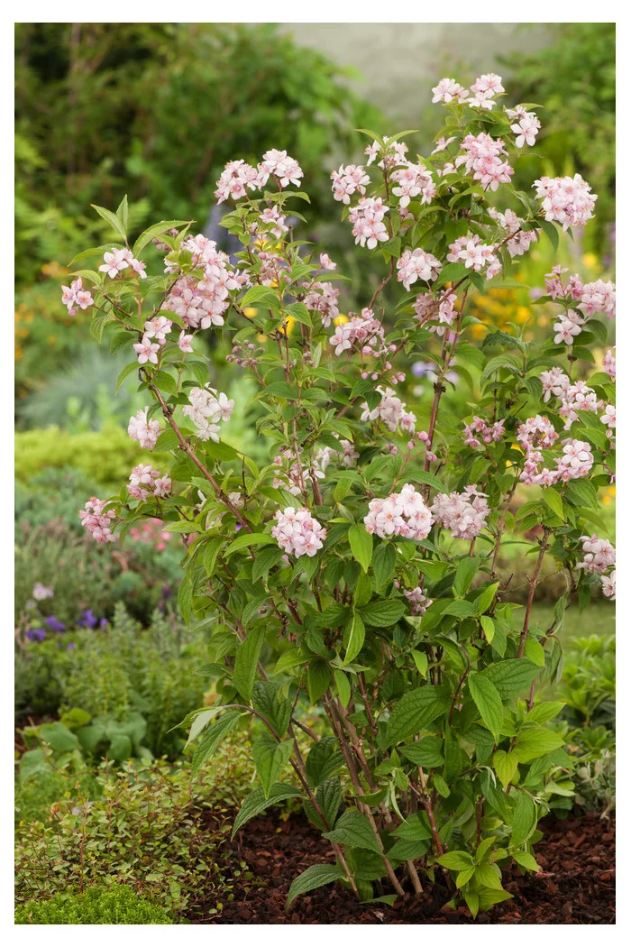 Żylistek mieszańcowy 'Mont Rose' | Deutzia hybrida