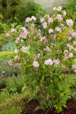 Żylistek mieszańcowy 'Mont Rose' | Deutzia hybrida