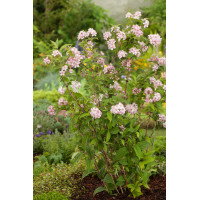 Żylistek mieszańcowy 'Mont Rose' | Deutzia hybrida