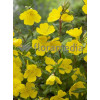 Wiesiołek krzewiasty 'Youngii' Oenothera fruticosa