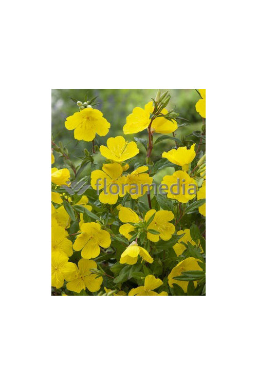 Wiesiołek krzewiasty 'Youngii' Oenothera fruticosa