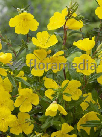 Wiesiołek krzewiasty 'Youngii' Oenothera fruticosa