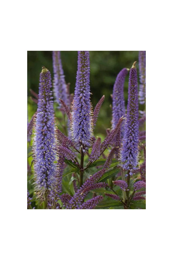 Przetacznikowiec wirginijski 'Cupid' | Veronicastrum virginicum