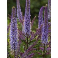 Przetacznikowiec wirginijski 'Cupid' | Veronicastrum virginicum