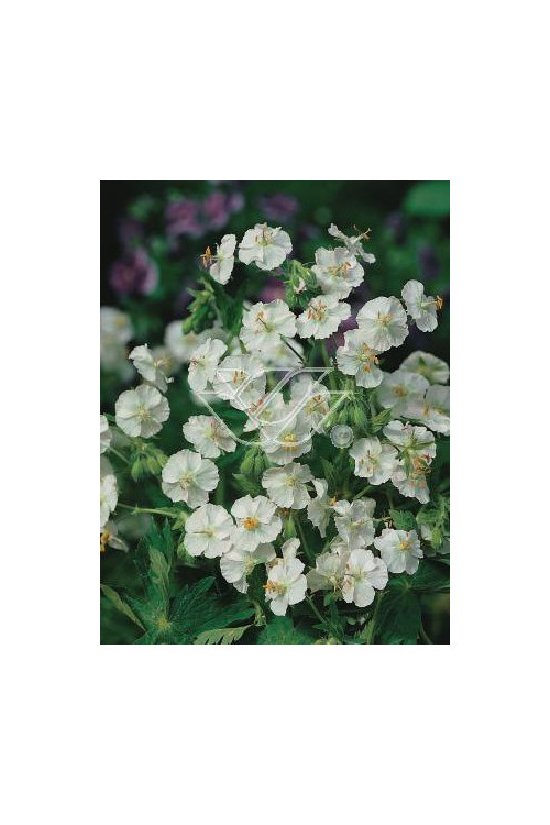 Bodziszek korzeniasty 'White Ness' Geranium macrorrhizum