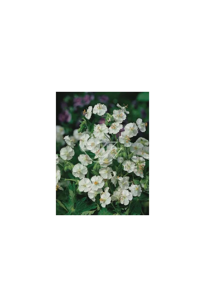 Bodziszek korzeniasty 'White Ness' Geranium macrorrhizum