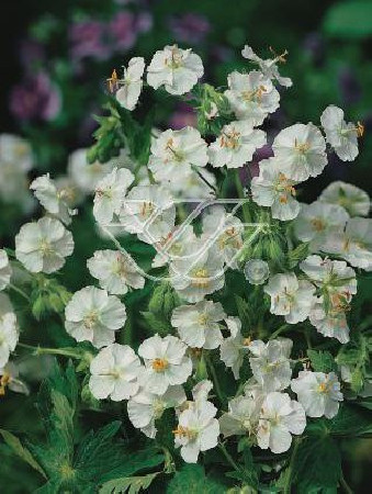 Bodziszek korzeniasty 'White Ness' Geranium macrorrhizum