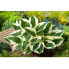 Funkia 'Patriot' | Hosta