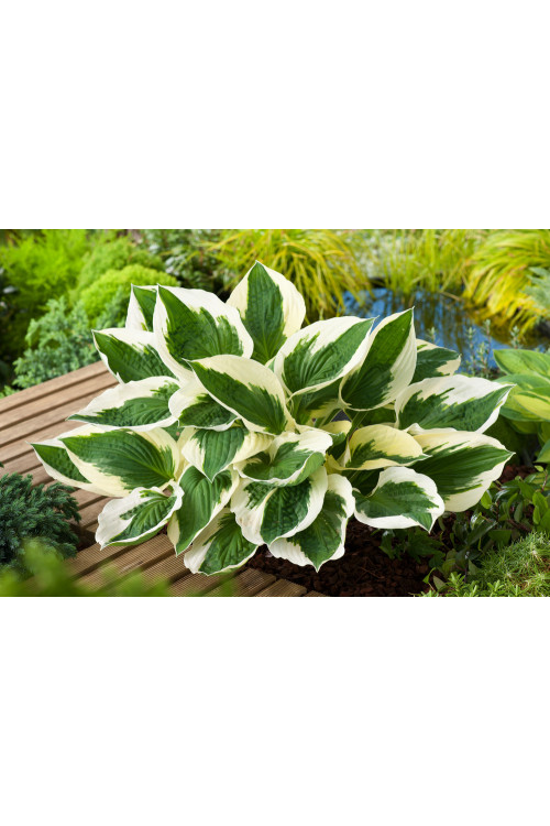 Funkia 'Patriot' | Hosta