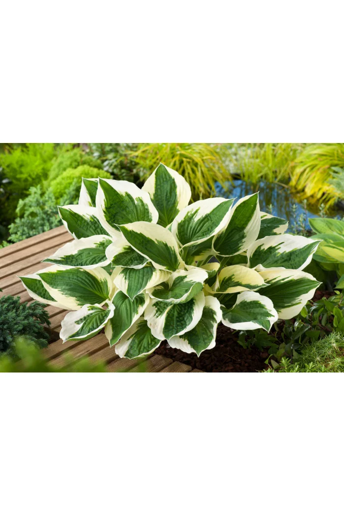 Funkia 'Patriot' | Hosta