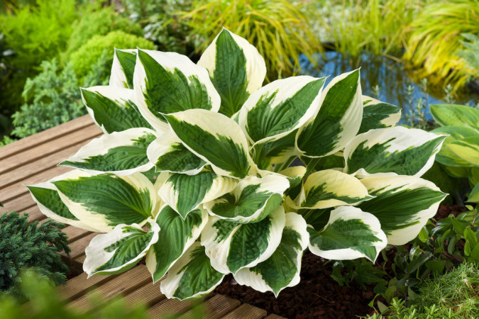 Funkia 'Patriot' | Hosta