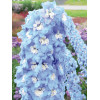 Ostróżka 'Magic Fountains Sky Blue White Bee' | Delphinium elatum
