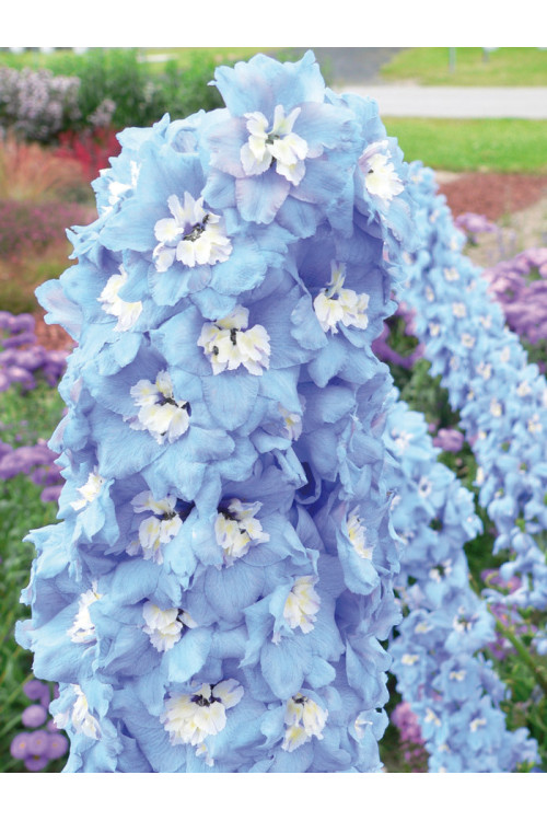 Ostróżka 'Magic Fountains Sky Blue White Bee' | Delphinium elatum