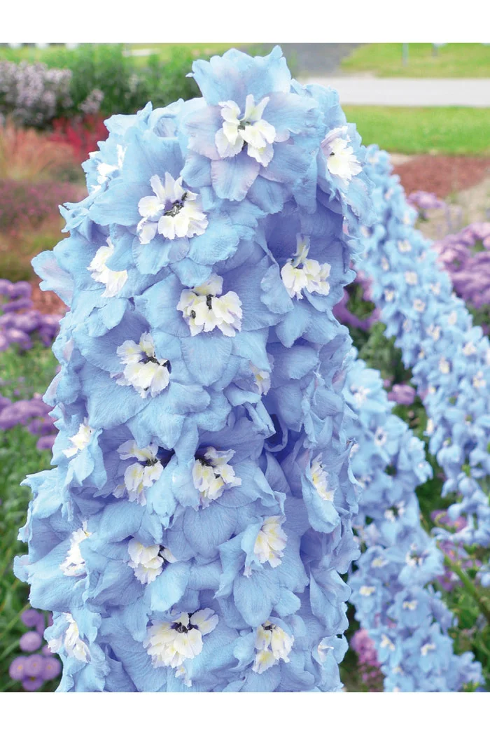 Ostróżka 'Magic Fountains Sky Blue White Bee' | Delphinium elatum