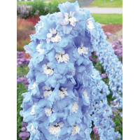 Ostróżka 'Magic Fountains Sky Blue White Bee' | Delphinium elatum